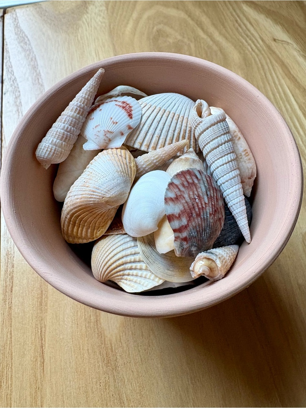 Coastal Seashell Decor in Blush Terracotta Pot - Beach House Decor